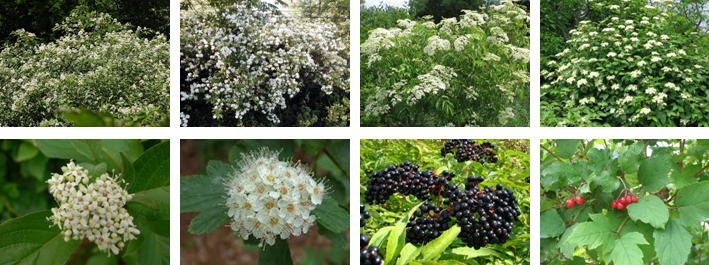 Dogwood, ninebark, elderberry, highbush cranberry - Cornouiller, physocarpe, sureau, viorne