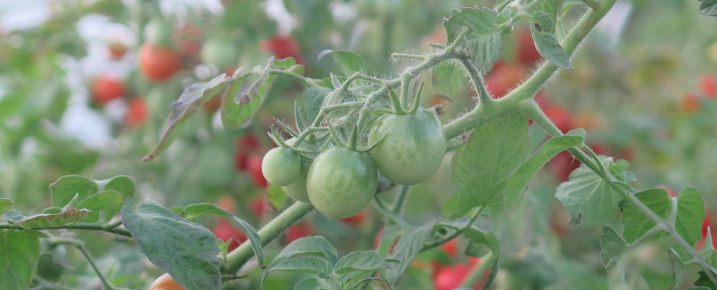 Histoire de tomate - Tomato Tale
