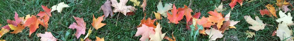 Feuilles dans l'herbe - Leaves in the Grass