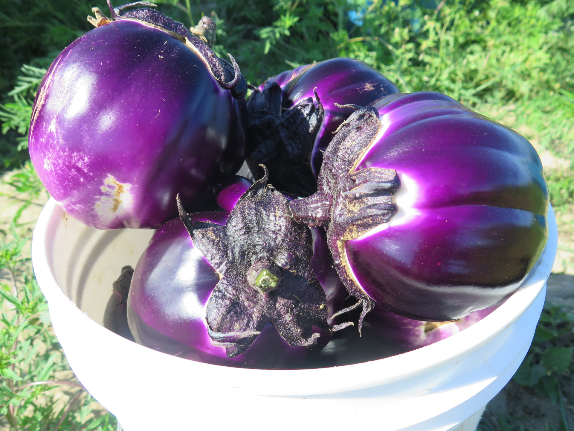 Eggplant Recipes – Arlington Gardens