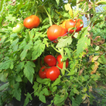 Tomates de serre - Greenhouse Tomatoes