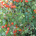 Tomates cerise de serre - Greenhouse Cherry Tomatoes
