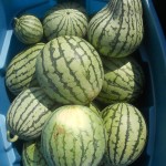 Melon d'eau - Watermelon