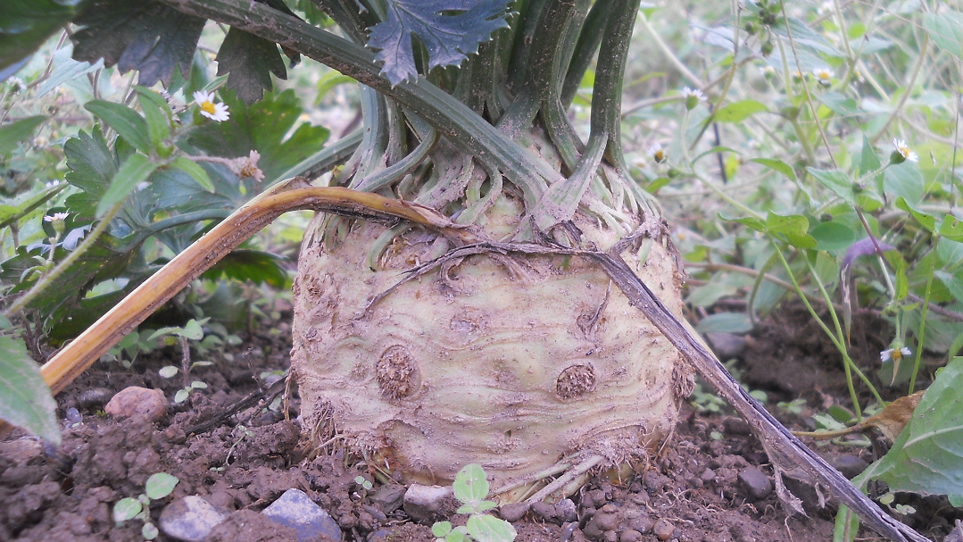 Celeriac (Root Celery) Recipes – Arlington Gardens