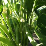 Haricots verts - green beans