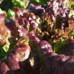 Laitue des champs - field lettuce