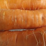 gros plan - carottes; carrots up close