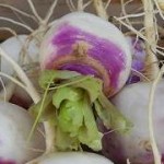 rabioles - turnips, bis