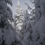 Bleu d'hiver - Winter blue