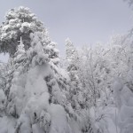 Cimes enneigées - Snowy Treetops