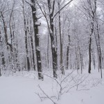 Sous-bois sur le plat - Flat Glades
