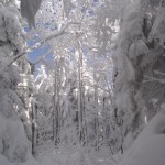 Sous les arbres - Under the Trees