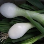 Deux oignons blancs - Two White Onions