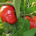 Tomates BRANDYWINE Tomatoes
