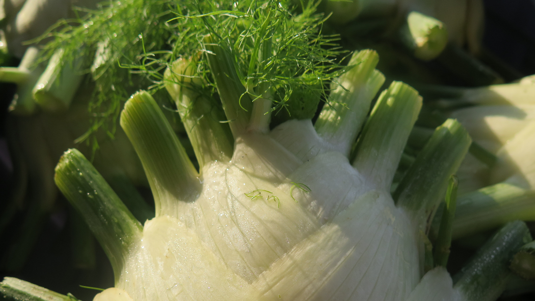 Fennel Recipes – Arlington Gardens