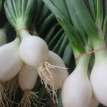 Oignons blancs - White onions