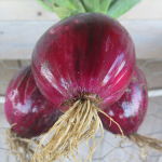 Oignons rouges - Red Onions