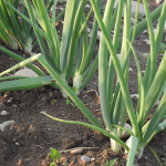 Oignons verts - Spring Onions