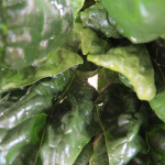 Épinards - Spinach