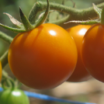 Premières tomates - First Tomatoes