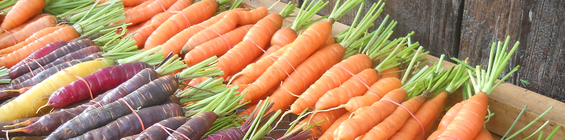 2015 - Carottes, Carrots