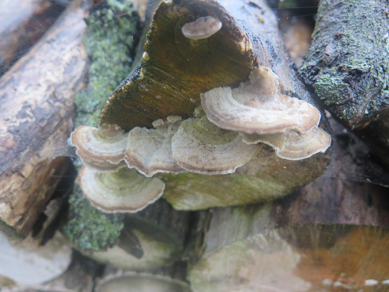 Champignons sauvages, tas de bois - Wild Mushrooms in Woodpile