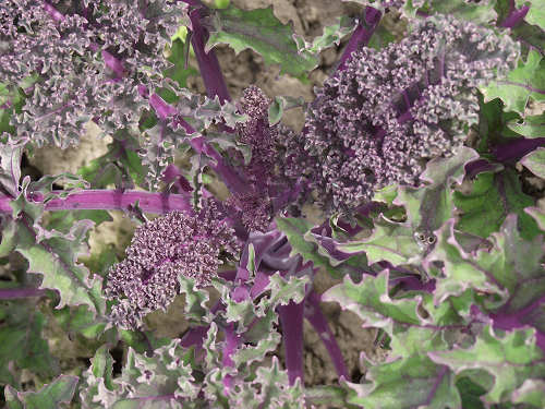 Chou frisé rouge – Red Kale – Les Jardins d'Arlington