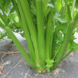 Céleri-Celery