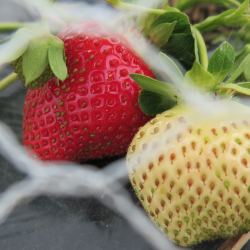 Fraises - Strawberries