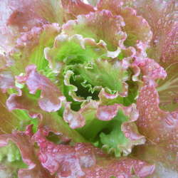 Laitue rouge - Red Lettuce