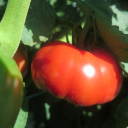 Rouge tomate - Tomato Red