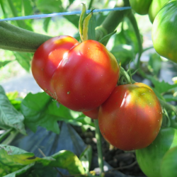 Tomates hâtives en retard - Late Early Tomatoes