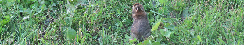 Lapin dans l'herbe - Rabbit in the Grass