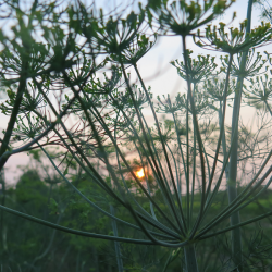 Aneth au soleil couchant_Sunset Dill