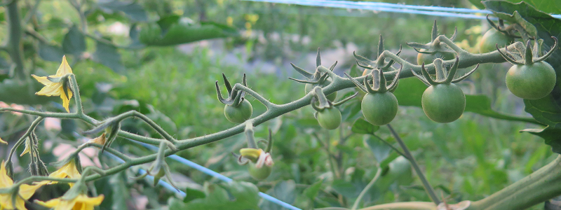 Tomates mûrissantes_Ripening Tomatoes