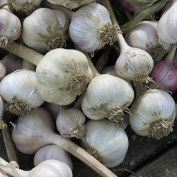 Nettoyage de l'ail - Garlic Cleaning