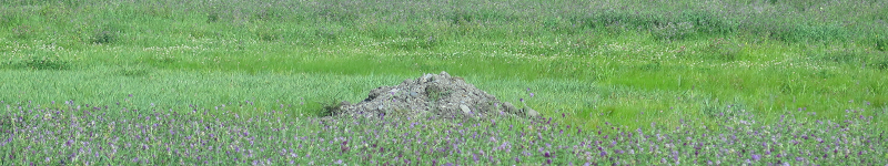 Étang ou champ - Pond or Field