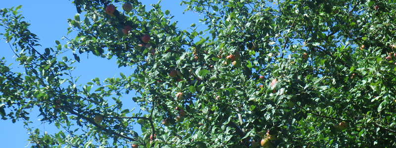 Pommier Coach House Apple Tree_BIS