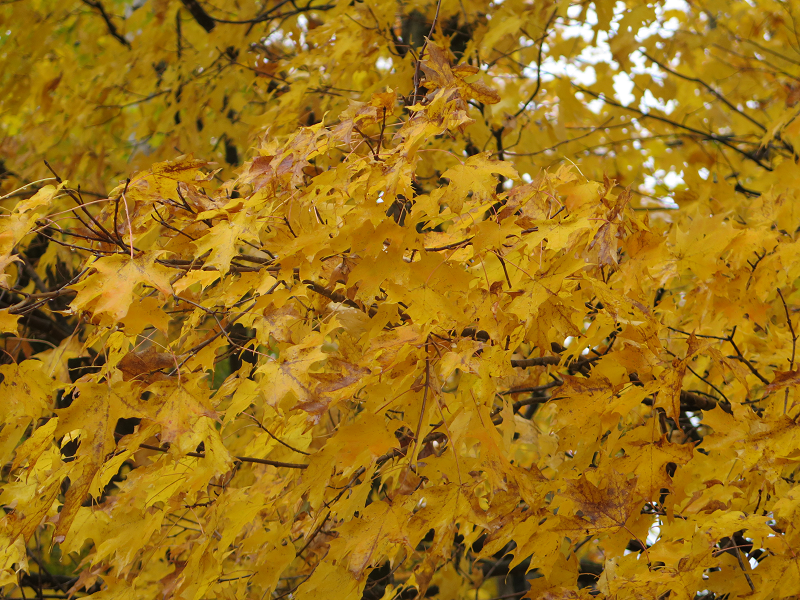 Érable jaune - Yellow Maple