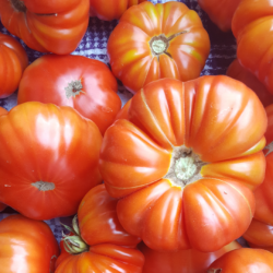 Plaid Tomatoes