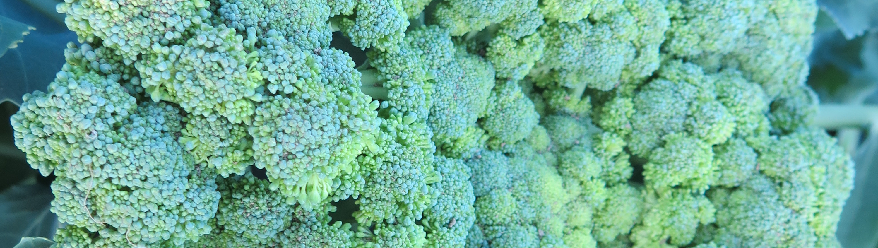 Brocoli en fleurs - Bolting Broccoli