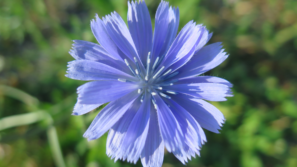 Centaurée bleuet - Wild cornflower