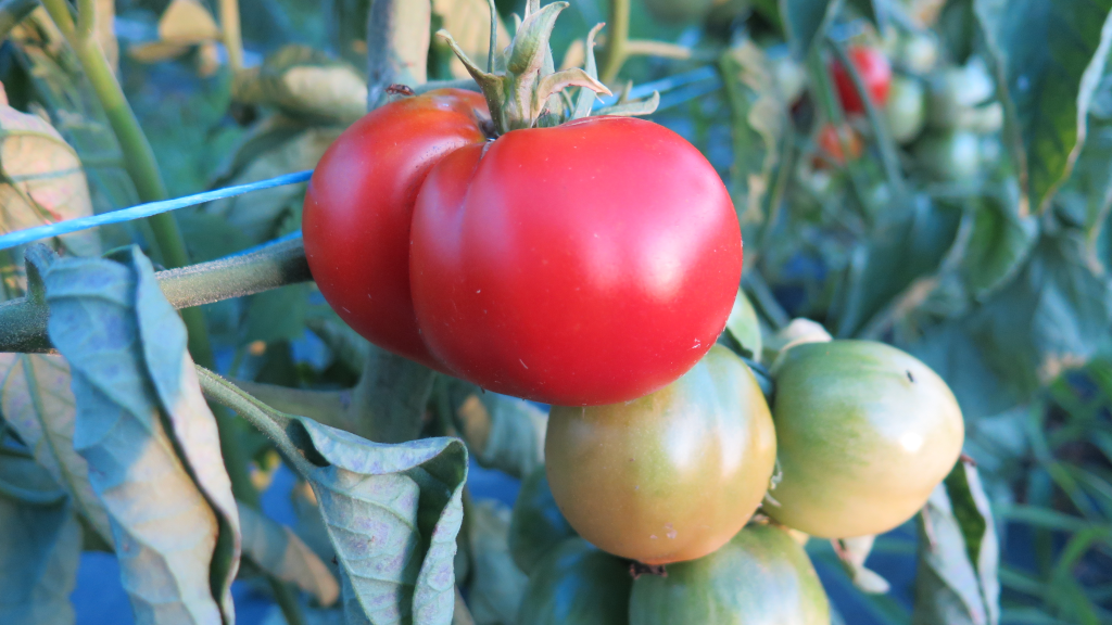 Tomates 'Glacier' Tomatoes