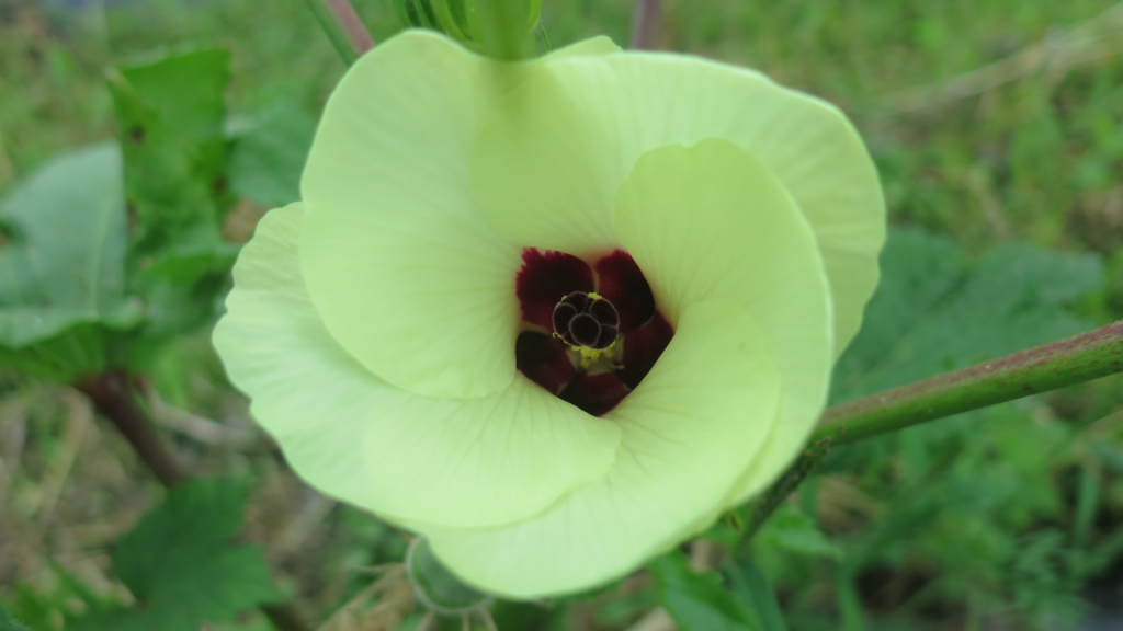 Fleur d'okra - Okra Blossom