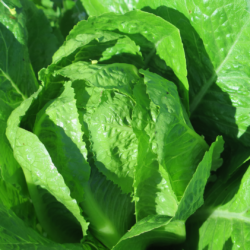 Romaine lettuce in all its glory